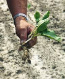 Horseradish roots